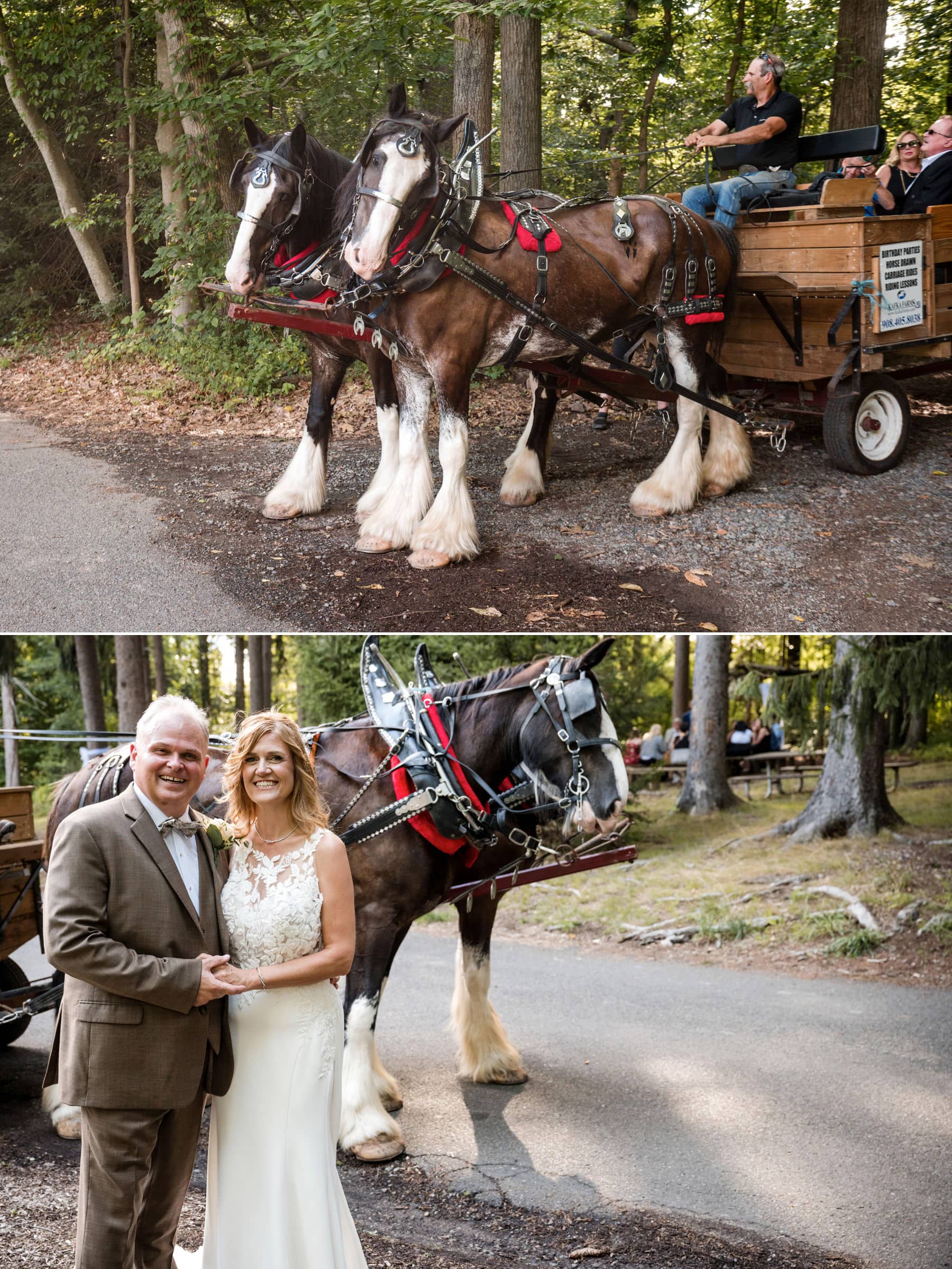 horse drawn carriage shuttle for a Maskers Barn wedding